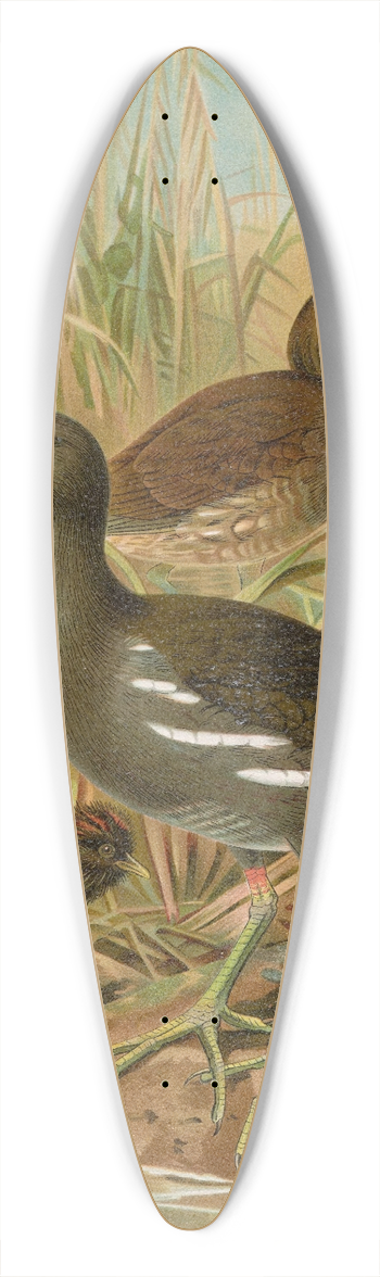 Johann Friedrich Naumann - Gallinula chloropus 39.3 inch art pintail longboard deck