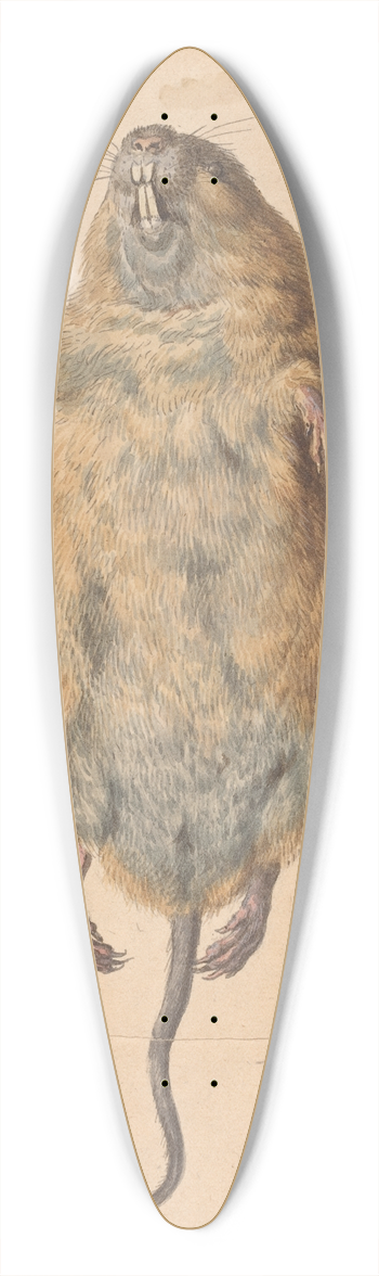 Johann Rudolph Schellenberg - A Field Mouse, from Below 39.3 inch art pintail longboard deck