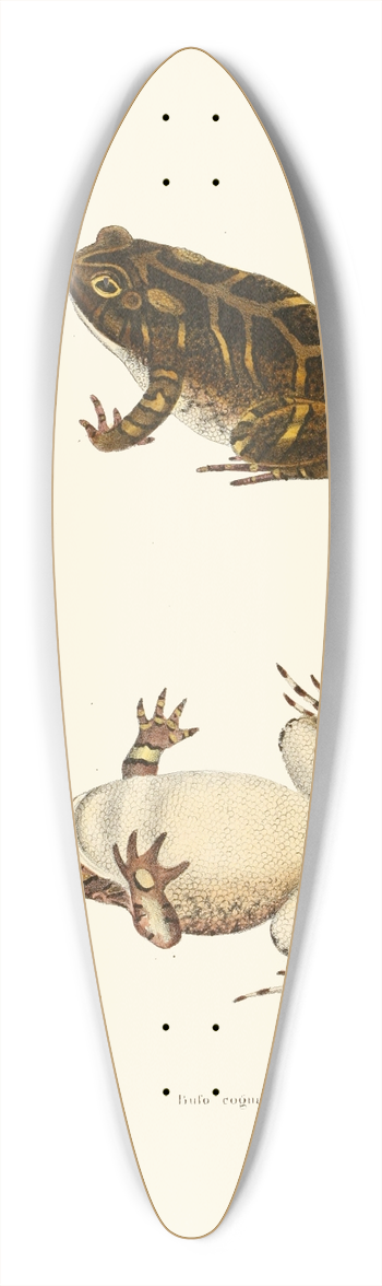 John Edwards Holbrook - Bufo cognatus 39.3 inch art pintail longboard deck