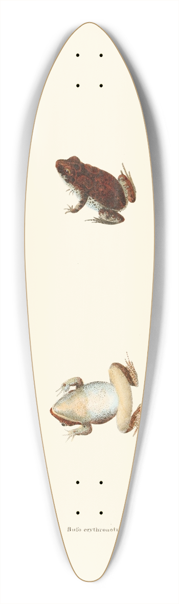 John Edwards Holbrook - Bufo erythronotus 39.3 inch art pintail longboard deck