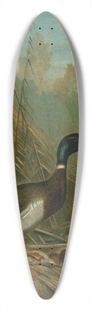 John George Wood - Mallard Duck. 39.3 inch art pintail longboard deck