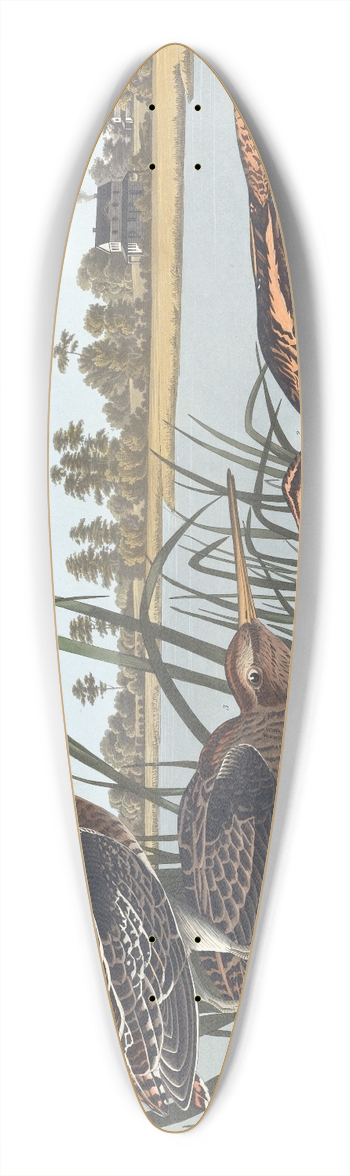 John James Audubon - American snipe 39.3 inch art pintail longboard deck