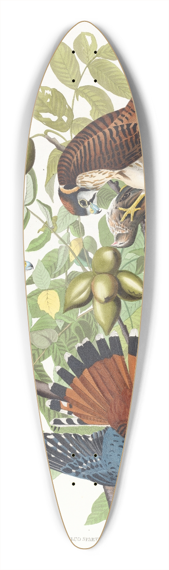 John James Audubon - American sparrow hawk 39.3 inch art pintail longboard deck