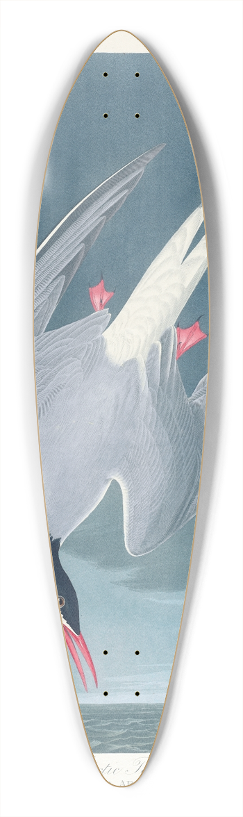 John James Audubon - Arctic tern 39.3 inch art pintail longboard deck