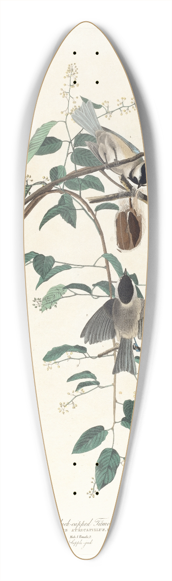 John James Audubon - Black-capped titmouse 39.3 inch art pintail longboard deck