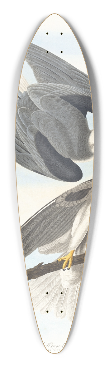John James Audubon - Black-winged hawk 39.3 inch art pintail longboard deck