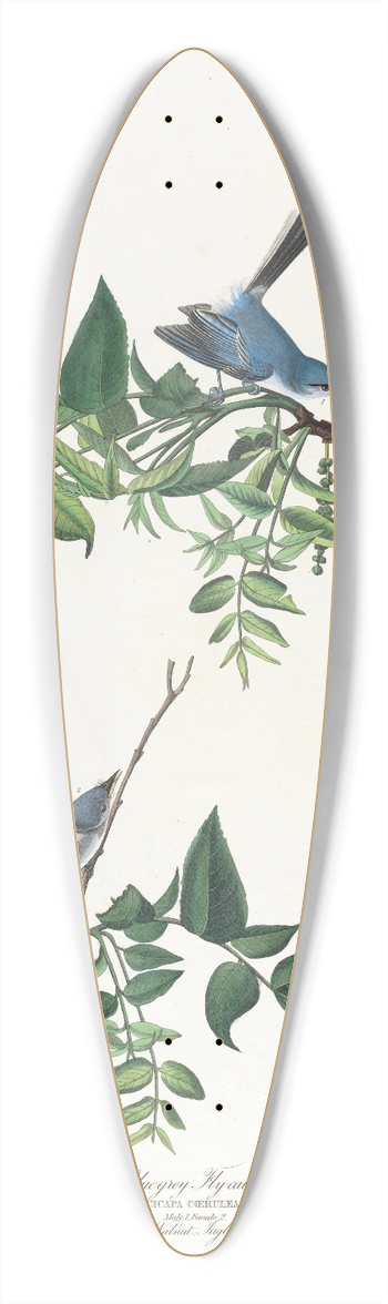 John James Audubon - Blue-grey flycatcher 39.3 inch art pintail longboard deck