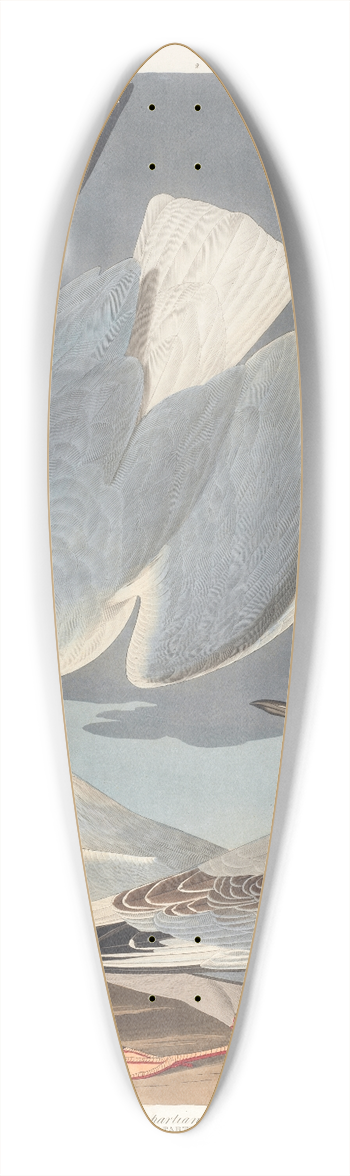 John James Audubon - Bonapartian gull 39.3 inch art pintail longboard deck