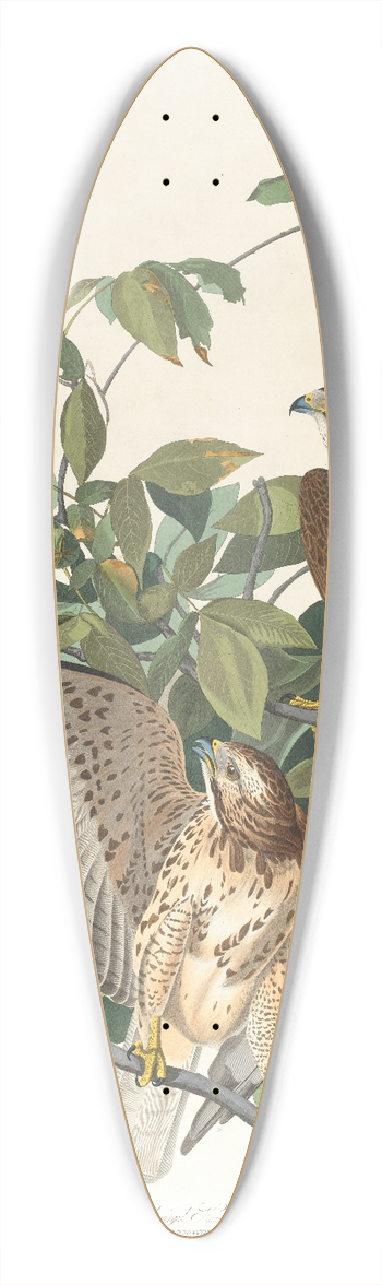 John James Audubon - Broad-winged hawk 39.3 inch art pintail longboard deck