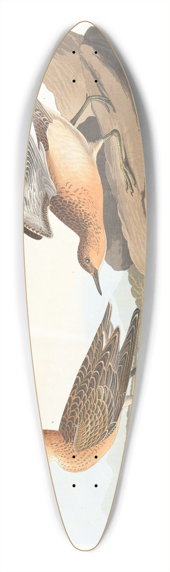John James Audubon - Buff breasted sandpiper 39.3 inch art pintail longboard deck