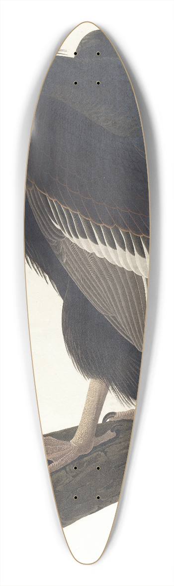 John James Audubon - Californian vulture 39.3 inch art pintail longboard deck