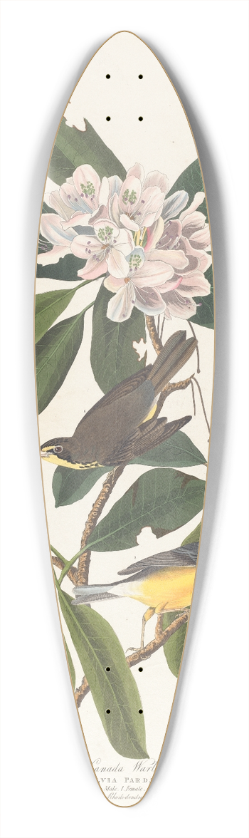 John James Audubon - Canada warbler 39.3 inch art pintail longboard deck