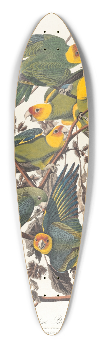 John James Audubon - Carolina parrot 39.3 inch art pintail longboard deck