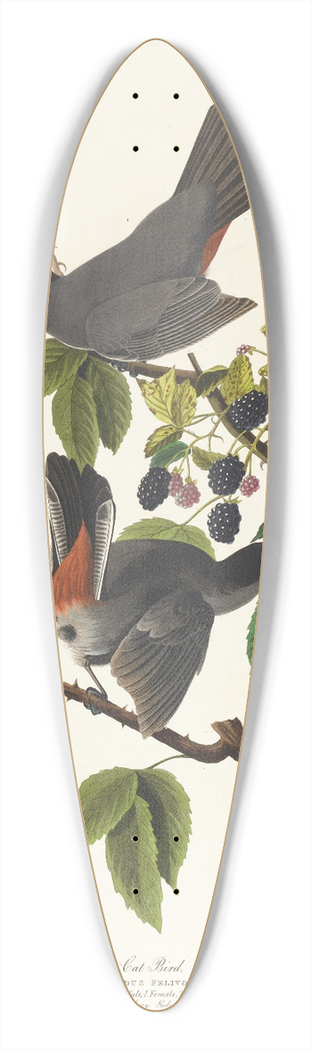 John James Audubon - Cat bird 39.3 inch art pintail longboard deck