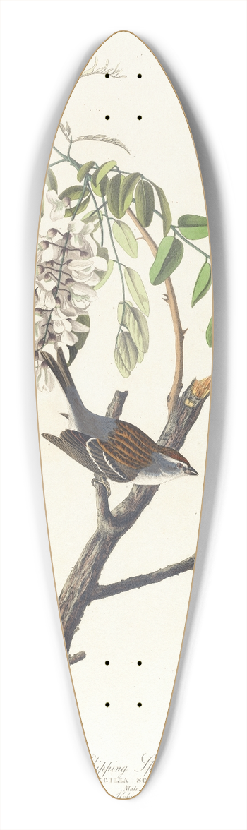 John James Audubon - Chipping sparrow 39.3 inch art pintail longboard deck