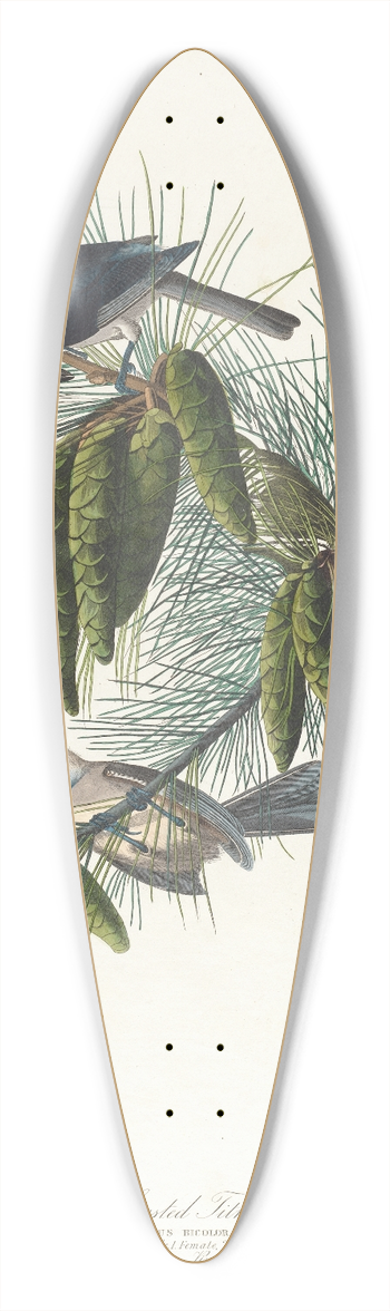 John James Audubon - Crested titmouse 39.3 inch art pintail longboard deck