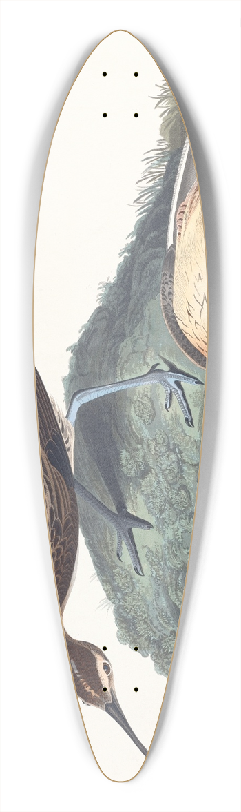 John James Audubon - Esquimaux curlew 39.3 inch art pintail longboard deck