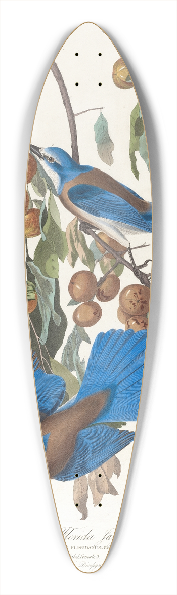 John James Audubon - Florida jay 39.3 inch art pintail longboard deck