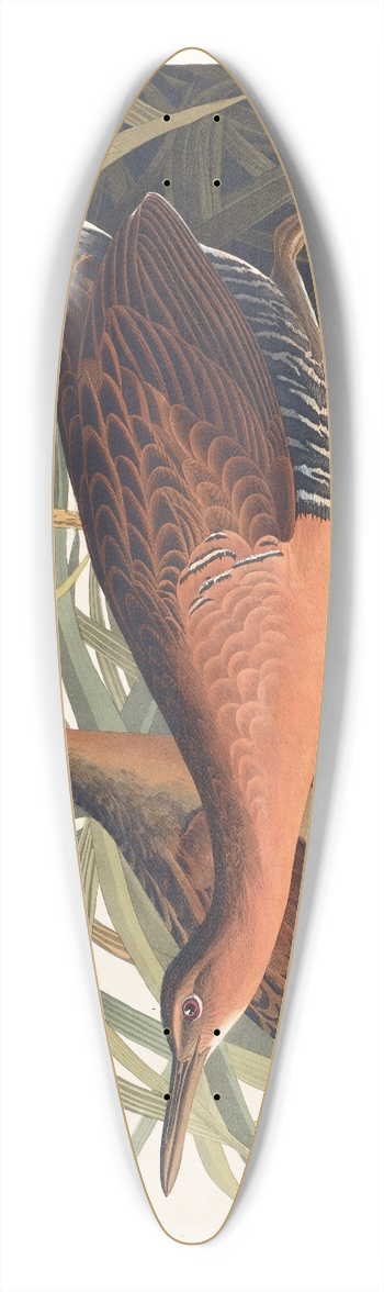John James Audubon - Fresh water marsh hen 39.3 inch art pintail longboard deck