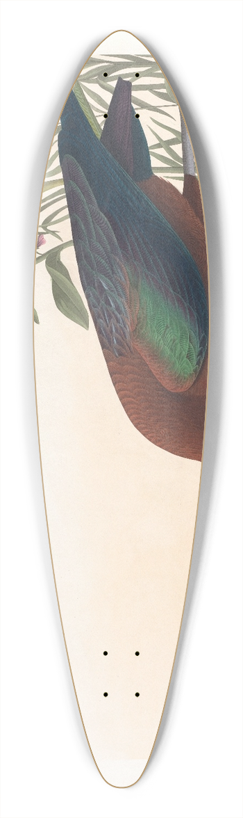 John James Audubon - Glossy ibis 39.3 inch art pintail longboard deck