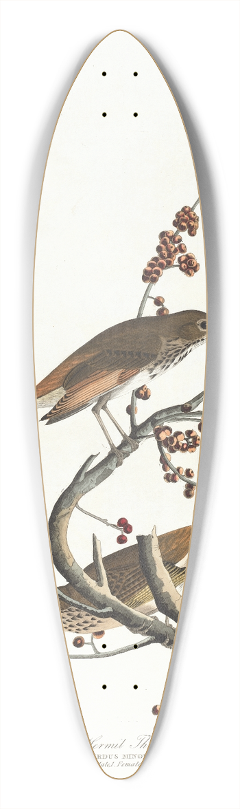 John James Audubon - Hermit thrush 39.3 inch art pintail longboard deck