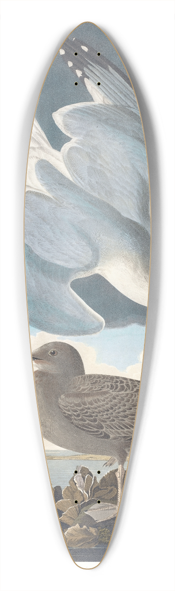 John James Audubon - Herring gull 39.3 inch art pintail longboard deck