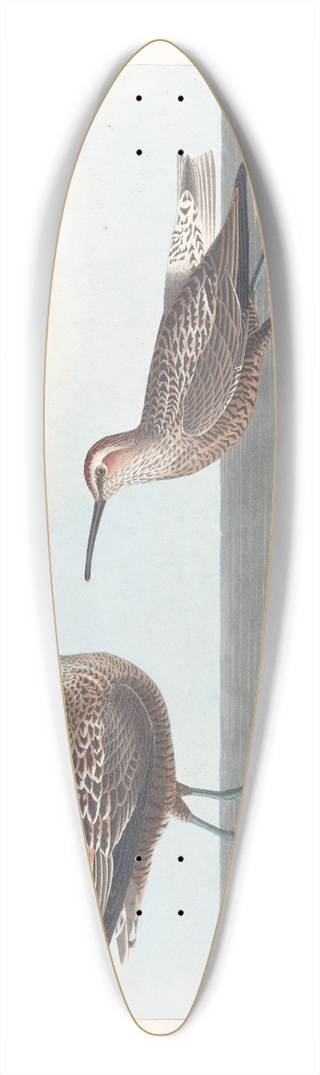 John James Audubon - Long-legged sandpiper 39.3 inch art pintail longboard deck