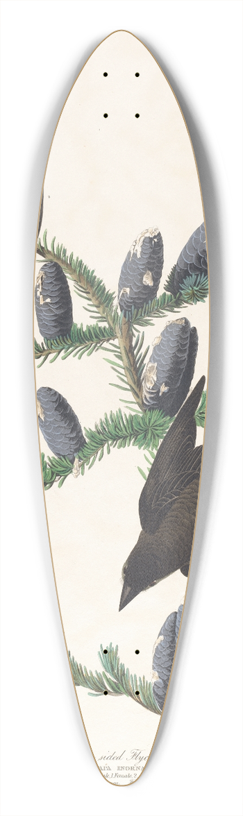John James Audubon - Olive sided flycatcher 39.3 inch art pintail longboard deck