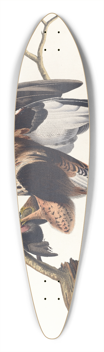 John James Audubon - Rough-legged falcon 39.3 inch art pintail longboard deck