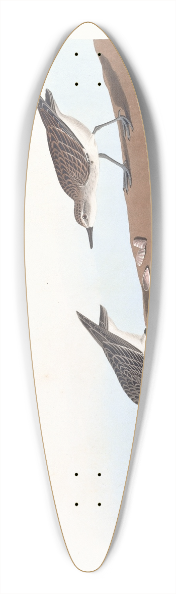 John James Audubon - Semipalmated sandpiper 39.3 inch art pintail longboard deck