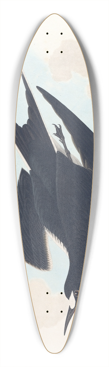 John James Audubon - Sooty tern 39.3 inch art pintail longboard deck