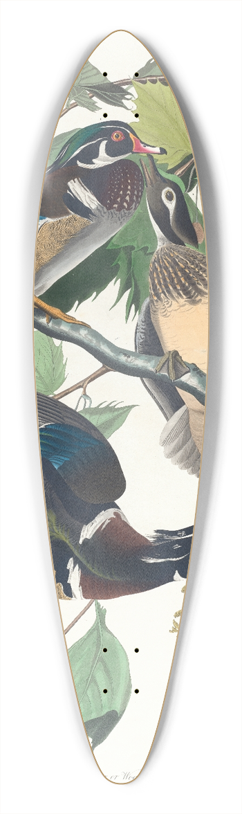 John James Audubon - Summer or wood duck 39.3 inch art pintail longboard deck