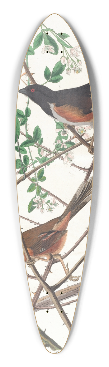 John James Audubon - Towhe bunting 39.3 inch art pintail longboard deck