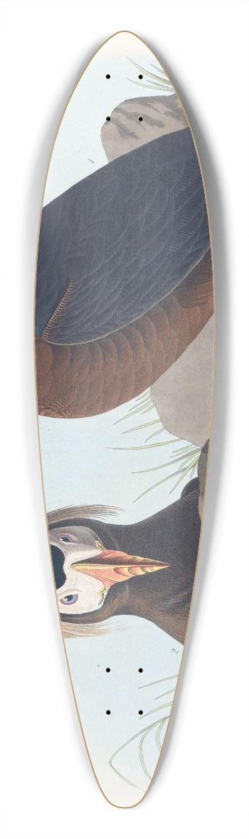 John James Audubon - Tufted auk 39.3 inch art pintail longboard deck