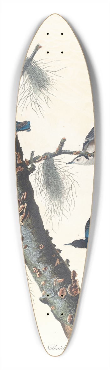 John James Audubon - White-breasted black-capped nuthatch 39.3 inch art pintail longboard deck
