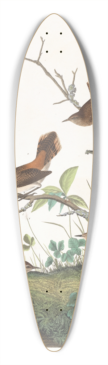 John James Audubon - Winter wren 39.3 inch art pintail longboard deck
