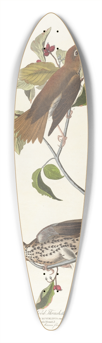 John James Audubon - Wood thrush 39.3 inch art pintail longboard deck