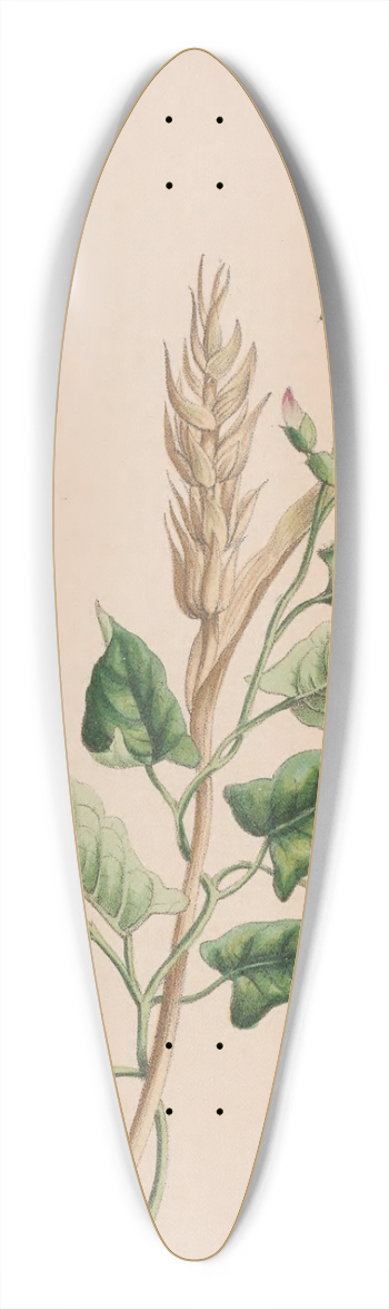 John Stevens Henslow - Geranium 39.3 inch art pintail longboard deck