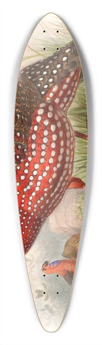Joseph Smit - Ceriornis satyra. 39.3 inch art pintail longboard deck