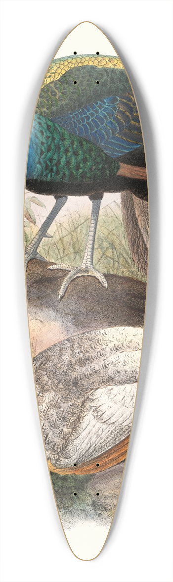 Joseph Smit - Pavo nigripennis. 39.3 inch art pintail longboard deck