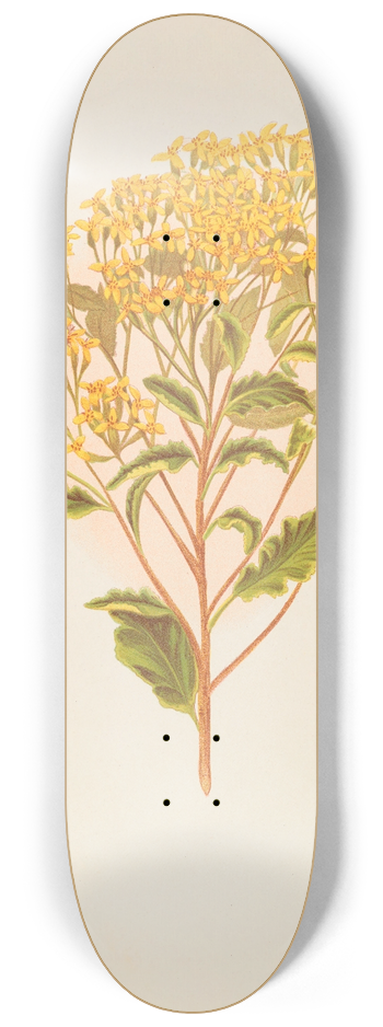 Georgina Burne Hetley - Senecio Perdicioides 8.25 inch art skate deck
