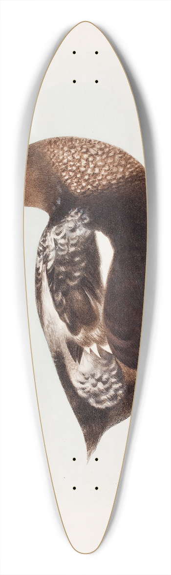 Magnus Von Wright - Common Eider, Old Male In Summer 39.3 inch art pintail longboard deck