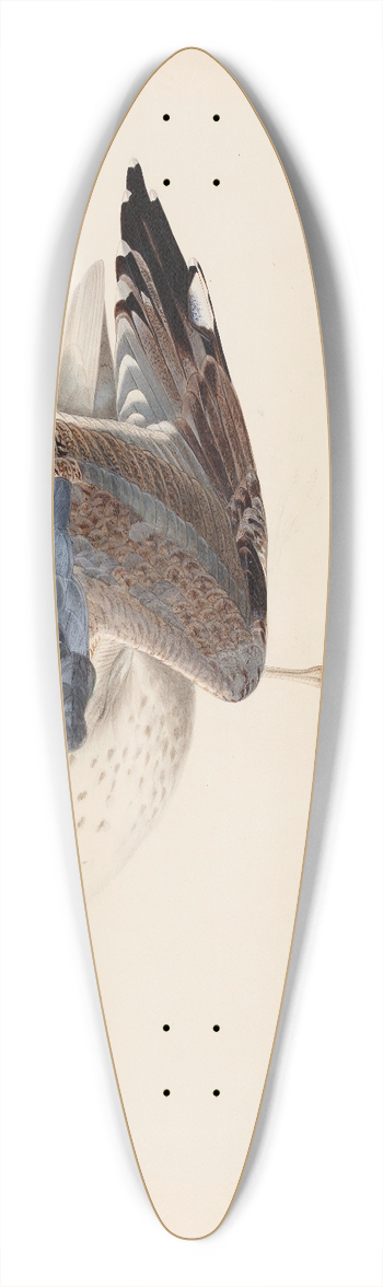 Magnus Von Wright - European Herring Gull 39.3 inch art pintail longboard deck