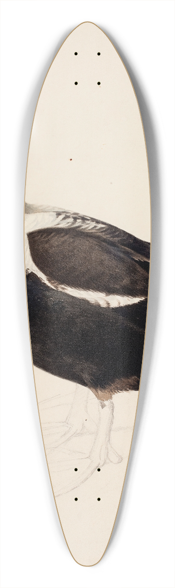 Magnus Von Wright - King Eider ; Unfinished 39.3 inch art pintail longboard deck
