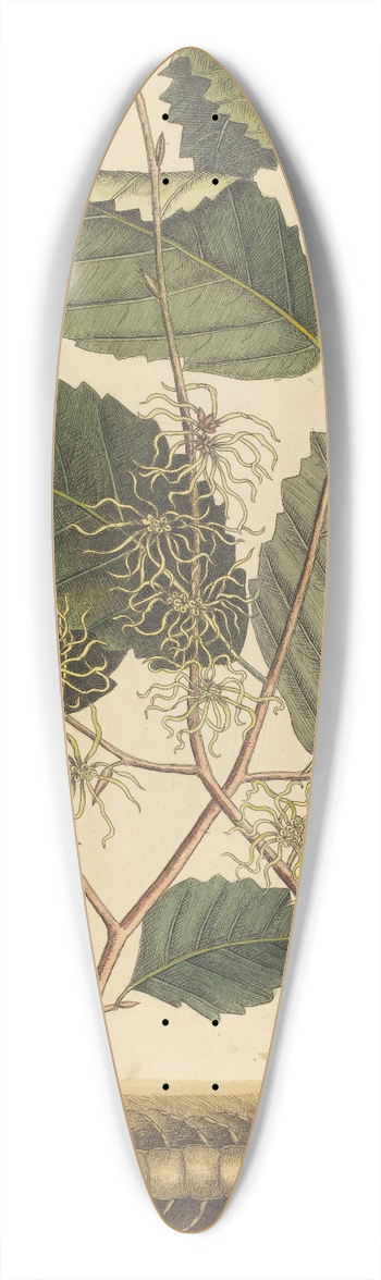 Mark Catesby - Centipede (Scolopendra morsitans) 39.3 inch art pintail longboard deck