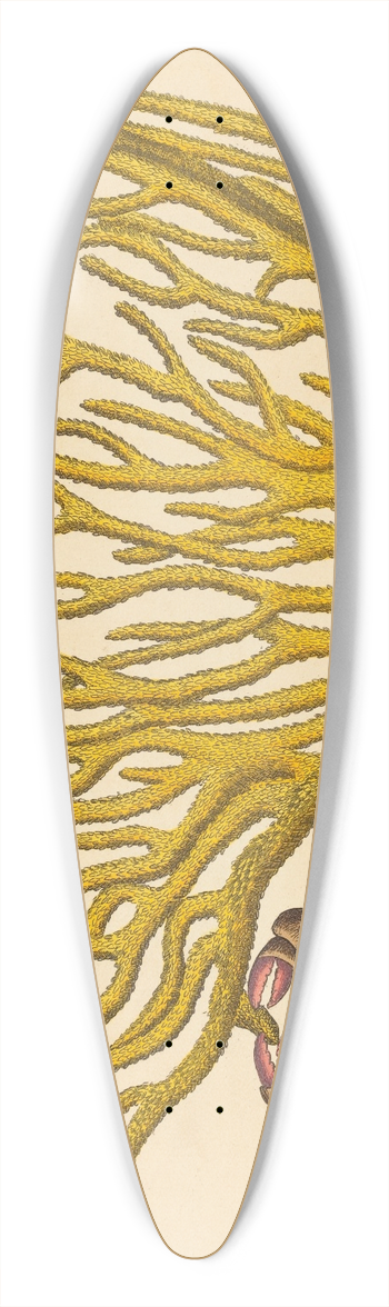 Mark Catesby - The Red Clawed Crab (Cancer erythropus) 39.3 inch art pintail longboard deck