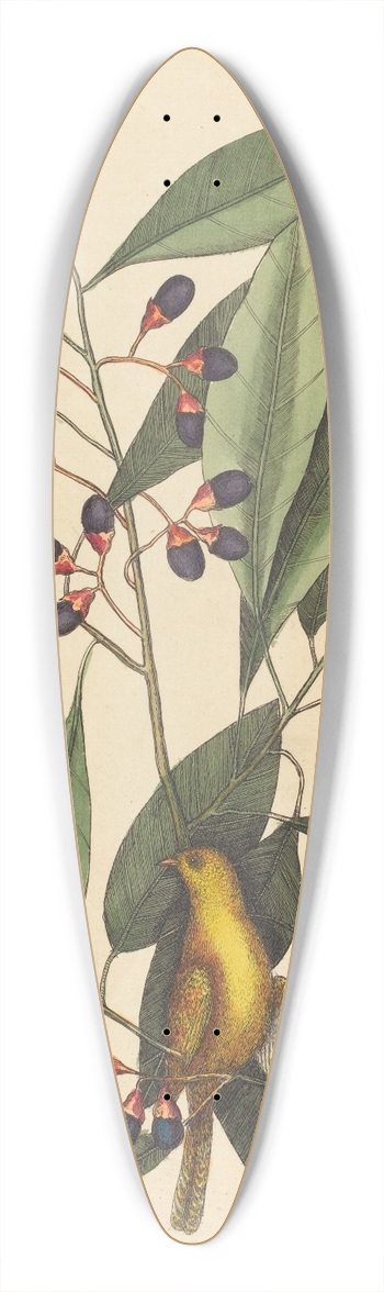 Mark Catesby - The Yellow Titmouse 39.3 inch art pintail longboard deck