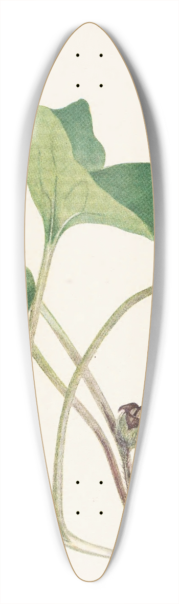 Mary Vaux Walcott - Canada Wildginger. Asarum canadense 39.3 inch art pintail longboard deck