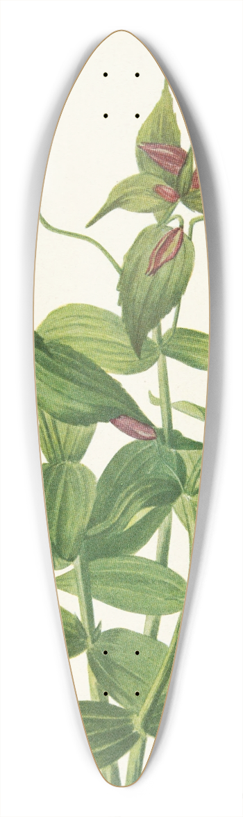 Mary Vaux Walcott - Lewis Monkeyflower. Mimulus lewisii 39.3 inch art pintail longboard deck