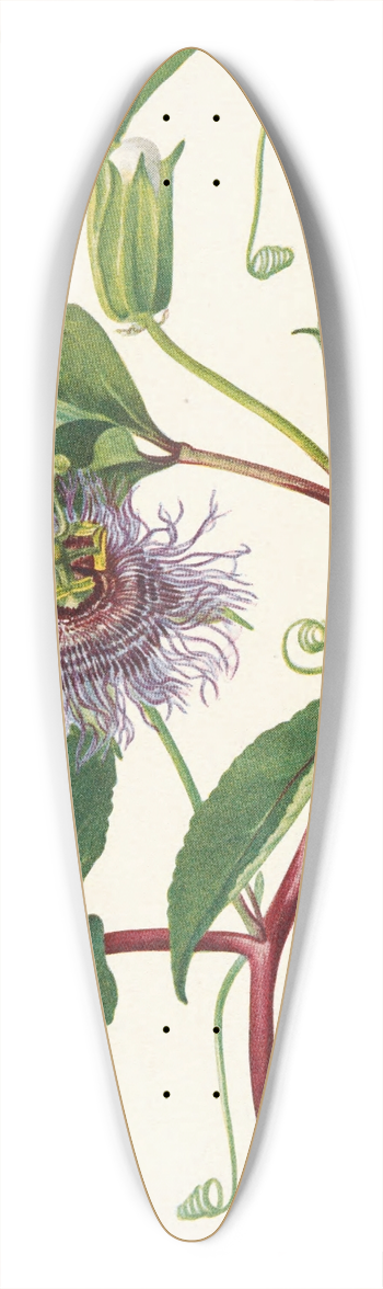Mary Vaux Walcott - Maypop. Passiflora incarnata 39.3 inch art pintail longboard deck
